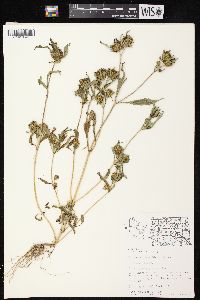 Bidens tripartita image