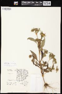 Bidens tripartita image