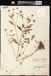 Bidens connata image