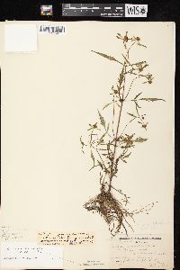 Bidens connata image