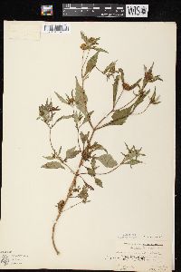 Bidens connata image