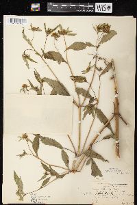 Bidens connata image