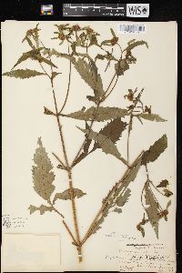 Bidens connata image