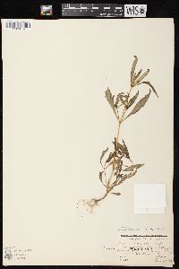 Bidens connata image