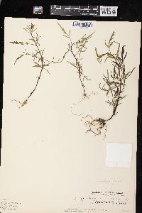 Bidens connata image