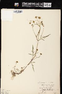 Bidens connata image