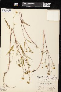 Bidens connata image