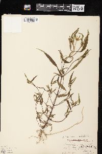 Bidens connata image