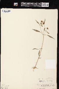 Bidens connata image