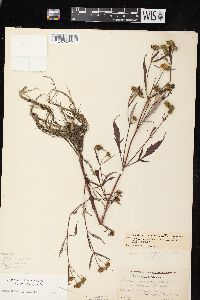 Bidens connata image