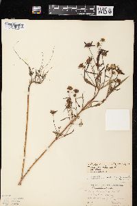 Bidens connata image