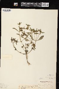 Bidens connata image