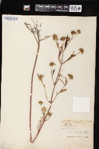 Bidens connata image