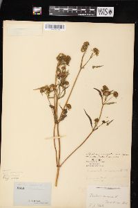 Bidens connata image