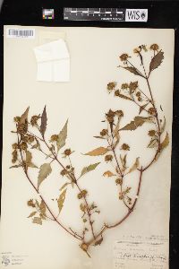 Bidens connata image