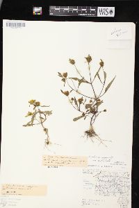 Bidens connata image