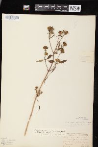 Bidens connata image