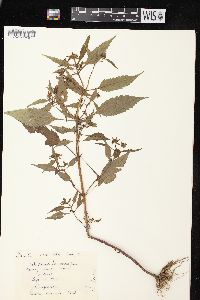 Bidens connata image