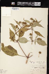 Bidens connata image