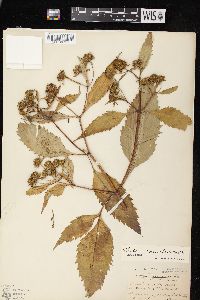 Bidens connata image