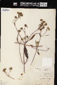 Bidens connata image