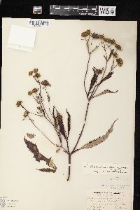 Bidens connata image