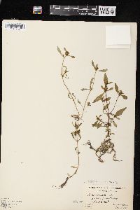 Bidens connata image