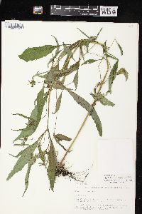 Bidens connata image