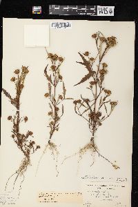 Bidens connata image