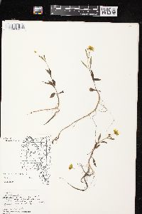 Bidens connata image