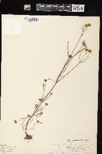 Bidens connata image