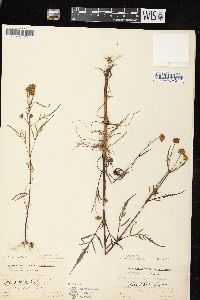 Bidens connata image