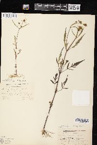 Bidens connata image