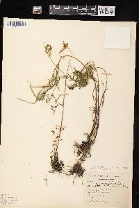 Bidens connata image