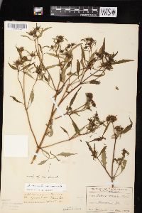 Bidens connata image