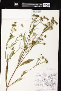 Bidens connata image