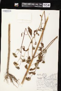 Bidens connata image