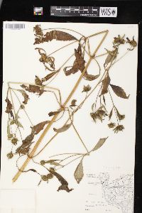 Bidens connata image