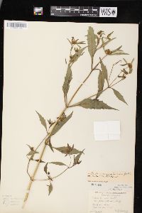 Bidens connata image