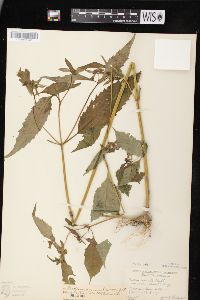 Bidens connata image