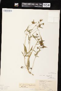 Bidens connata image