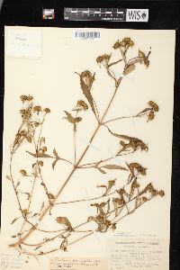 Bidens connata image