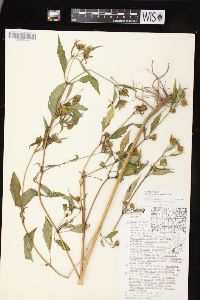 Bidens connata image