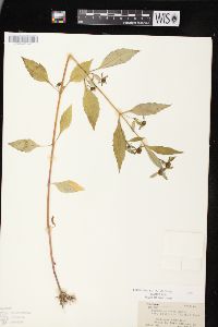 Bidens connata image