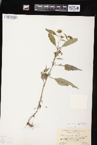 Bidens connata image