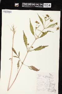 Bidens connata image