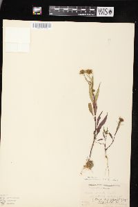 Bidens connata image