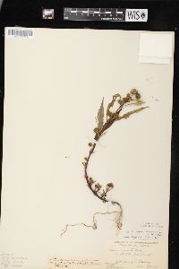 Bidens connata image