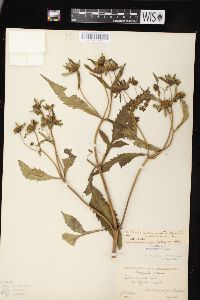 Bidens connata image