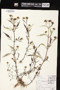 Bidens connata image